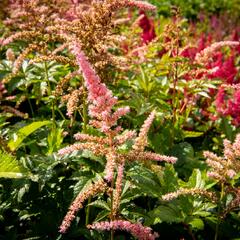 Čechrava Arendsova 'Bressingham Beauty' - Astilbe arendsii 'Bressingham Beauty'