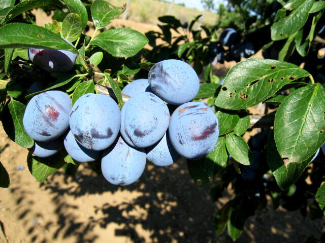 Pološvestka - středně raná 'Wangenheimova' - Prunus domestica 'Wangenheimova'