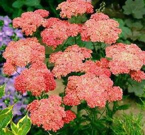 Řebříček obecný 'Wesersandstein' - Achillea millefolium 'Wesersandstein'