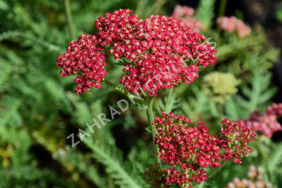 Řebříček obecný 'Belle Epoque' - Achillea millefolium 'Belle Epoque'