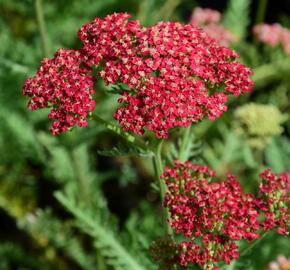 Řebříček obecný 'Belle Epoque' - Achillea millefolium 'Belle Epoque'