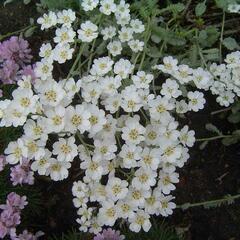 Řebříček nestařcolistý ssp.serbica - Achillea ageratifolia ssp.serbica