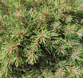 Borovice pyrenejská 'Grüne Welle' - Pinus uncinata 'Grüne Welle'