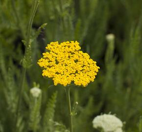 Řebříček tužebníkovitý 'Altgold' - Achillea filipendulina 'Altgold'