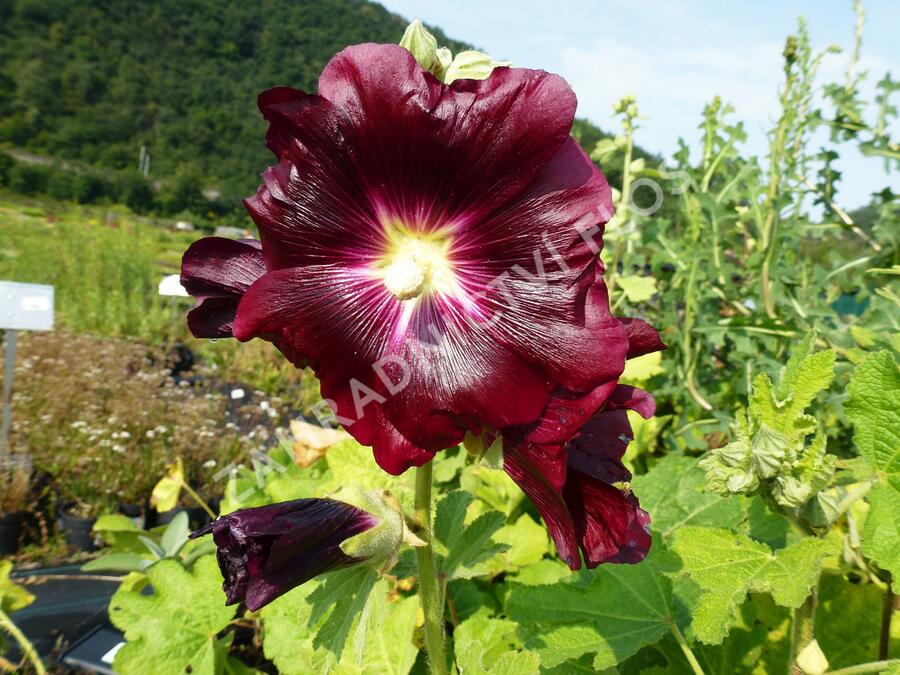 Topolovka - Alcea ficifolia