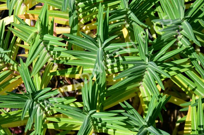 Pryšec skočcový - Euphorbia lathyris