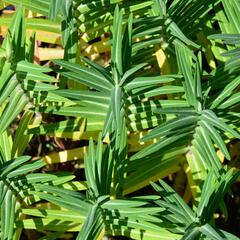 Pryšec skočcový - Euphorbia lathyris