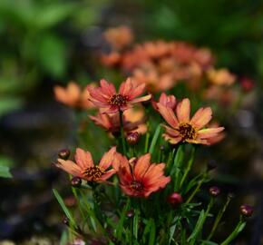 Krásnoočko přeslenité 'Pumpkin Pie' - Coreopsis verticillata 'Pumpkin Pie'