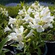 Dračík 'Pinacolada White' - Penstemon barbatus 'Pinacolada White'