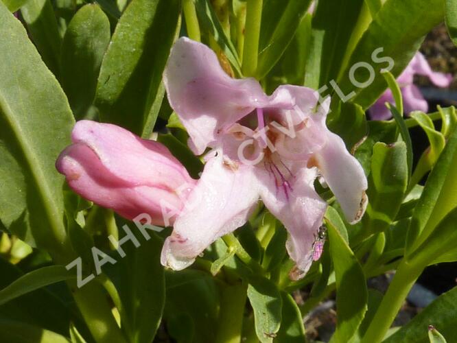 Dračík 'Pinacolada Light Rose Shades' - Penstemon barbatus 'Pinacolada Light Rose Shades'