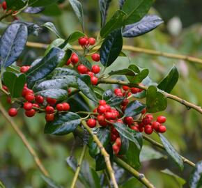 Cesmína obecná 'J.C. van Tol' - Ilex aquifolium 'J.C. van Tol'