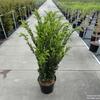 tis Hillii - Taxus media Hillii