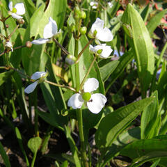 Šípatka trávolistá - Sagittaria graminea