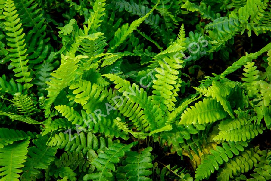 Žebrovice různolistá - Blechnum spicant