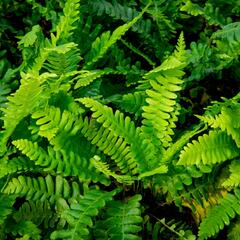 Žebrovice různolistá - Blechnum spicant