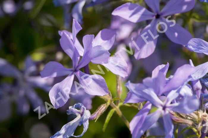 Plamenka rozkladitá - Phlox divaricata ssp. laphamii