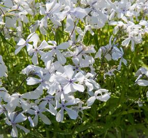 Plamenka rozkladitá 'May Breeze' - Phlox divaricata 'May Breeze'