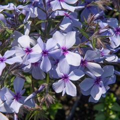 Plamenka 'Chattahoochee' - Phlox divaricata 'Chattahoochee'