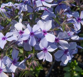 Plamenka rozkladitá 'Chattahoochee' - Phlox divaricata 'Chattahoochee'