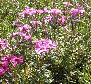 Plamenka šídlovitá 'Atropurpurea' - Phlox subulata 'Atropurpurea'