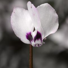 Brambořík 'Cyberia White' - Cyclamen coum 'Cyberia White'