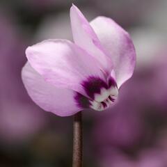 Brambořík 'Cyberia Pink' - Cyclamen coum 'Cyberia Pink'