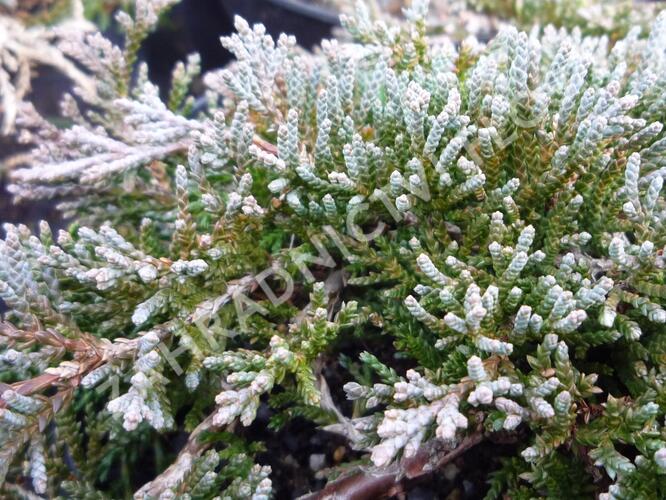 Jalovec polehlý 'Ice Blue' - Juniperus horizontalis 'Ice Blue'