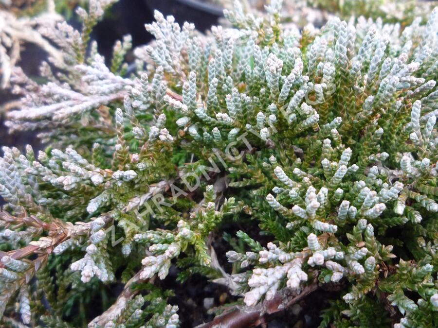 Jalovec polehlý 'Ice Blue' - Juniperus horizontalis 'Ice Blue'