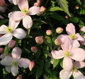 Plamének horský 'Rubens' - Clematis montana 'Rubens'