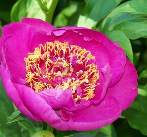 Pivoňka bělokvětá 'Neon' - Paeonia lactiflora 'Neon'