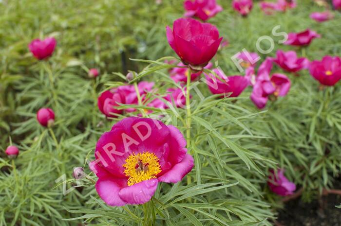 Pivoňka bělokvětá 'Early Scout' - Paeonia lactiflora 'Early Scout'