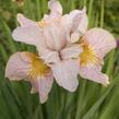 Kosatec sibiřský 'Lemon Veil' - Iris sibirica 'Lemon Veil'