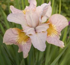 Kosatec sibiřský 'Lemon Veil' - Iris sibirica 'Lemon Veil'