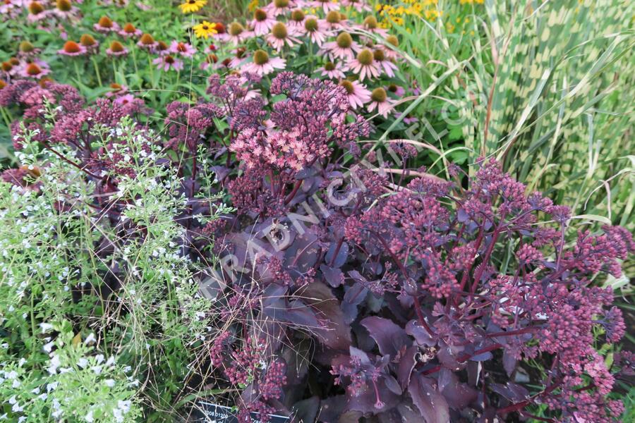 Rozchodník nachový 'Purple Emperor' - Sedum telephium 'Purple Emperor'