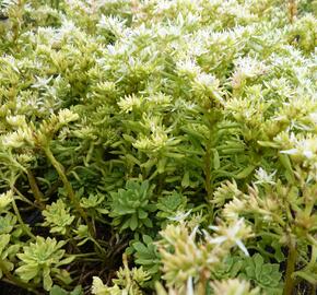 Rozchodník - Sedum glaucophyllum