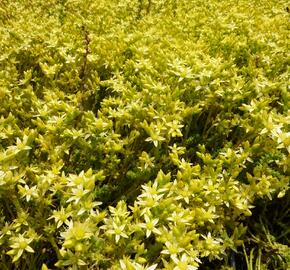 Rozchodník ostrý 'Oktoberfest' - Sedum acre 'Oktoberfest'