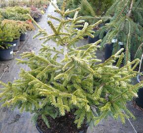 Smrk východní 'Early Gold' - Picea orientalis 'Early Gold'