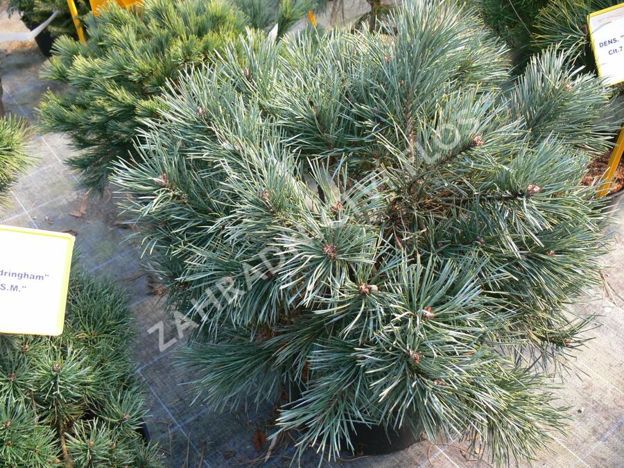 Borovice lesní 'Chantry Blue' - Pinus sylvestris 'Chantry Blue'