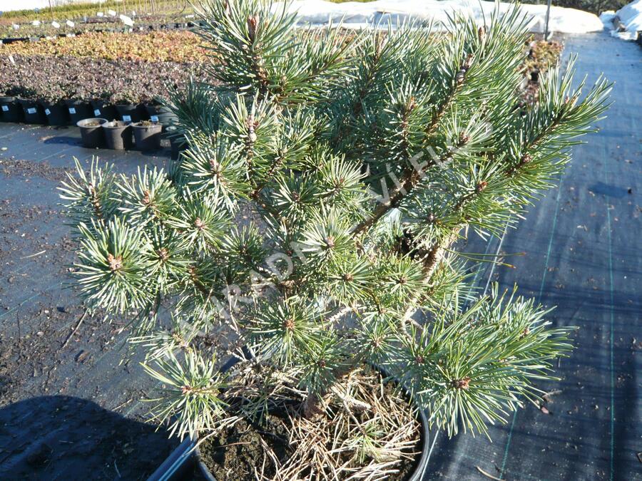 Borovice lesní 'Hoornibrockii' - Pinus sylvestris 'Hoornibrockii'