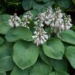 Bohyška 'Elegans' - Hosta sieboldiana 'Elegans'