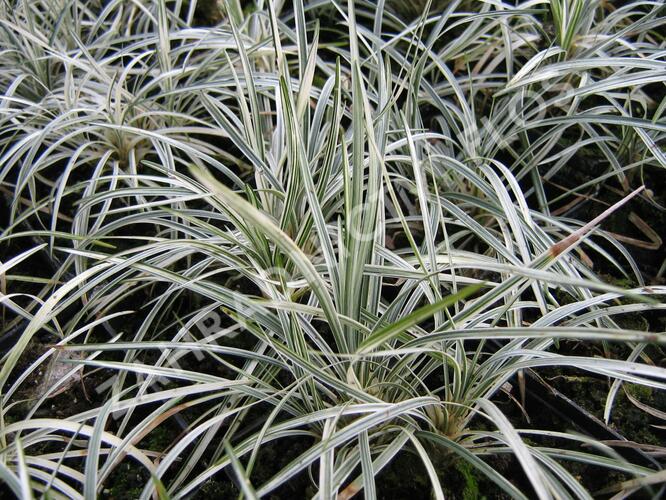 Sedoulek japonský 'White Mist' - Ophiopogon japonicus 'White Mist'