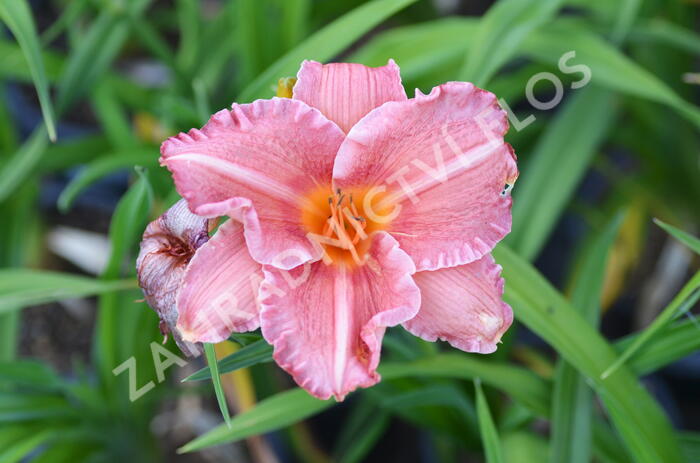 Denivka 'Pretty Fancy' - Hemerocallis 'Pretty Fancy'