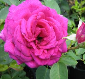 Růže velkokvětá 'Big Purple' - Rosa VK 'Big Purple'