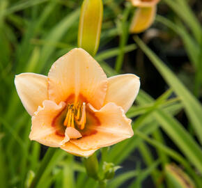 Denivka 'Little Women' - Hemerocallis 'Little Women'