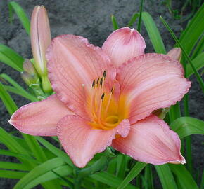 Denivka 'Hall's Pink' - Hemerocallis 'Hall's Pink'