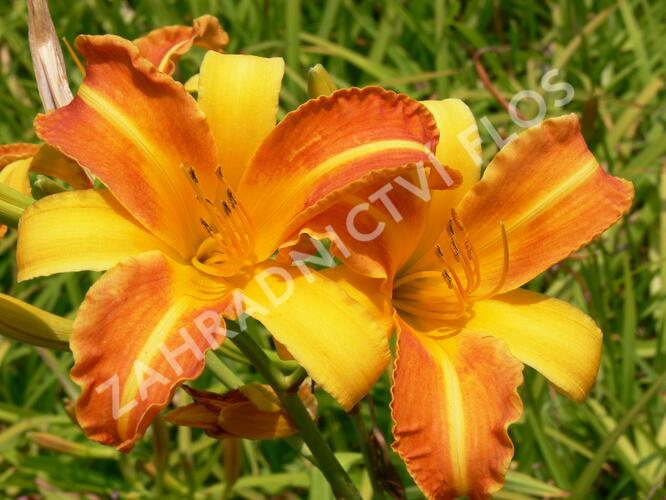 Denivka 'Frans Hals' - Hemerocallis 'Frans Hals'