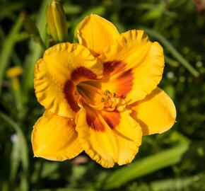 Denivka 'Brookwood Lee Causey' - Hemerocallis 'Brookwood Lee Causey'