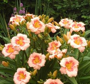 Denivka 'Blush'n Pink Eye' - Hemerocallis 'Blush'n Pink Eye'