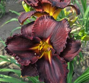 Denivka 'Black Stockings' - Hemerocallis 'Black Stockings'