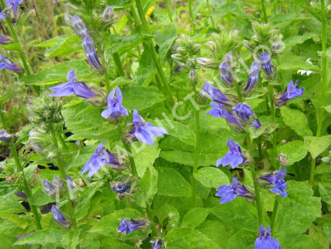 Lobelka 'Blaue Auslese' - Lobelia siphilitica 'Blaue Auslese'